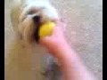 videos de toby plays fetch