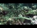 Snorkeling in Islamorada Coral Reef, Florida Keys