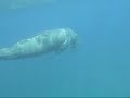 Dugong in Vanuatu