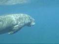 Dugong in Vanuatu