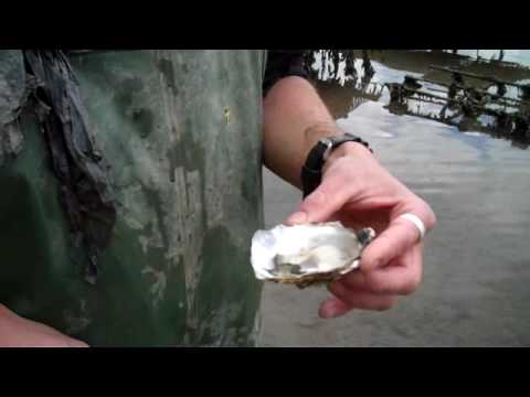 how to properly store live oysters