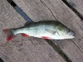 PikeFishing.Biz - Fishing in Brittany - France