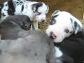 Catahoula Puppies-10/29/08 www.texascatahoulas.com