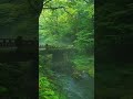 BEAUTIFUL NATURE WHATSAPP STATUS GREEN ENVIRO ..