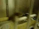 Pericardial Hernia Kitty Playing