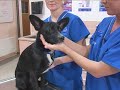 Watch the Buying a Pet Video