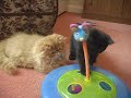 Watch the Buying a Pet Video