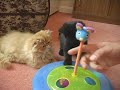 Watch the Buying a Pet Video