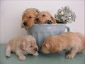 Spoodle pups- a little older!