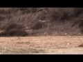 Honey Bee Helicopter versus Potato Cannon