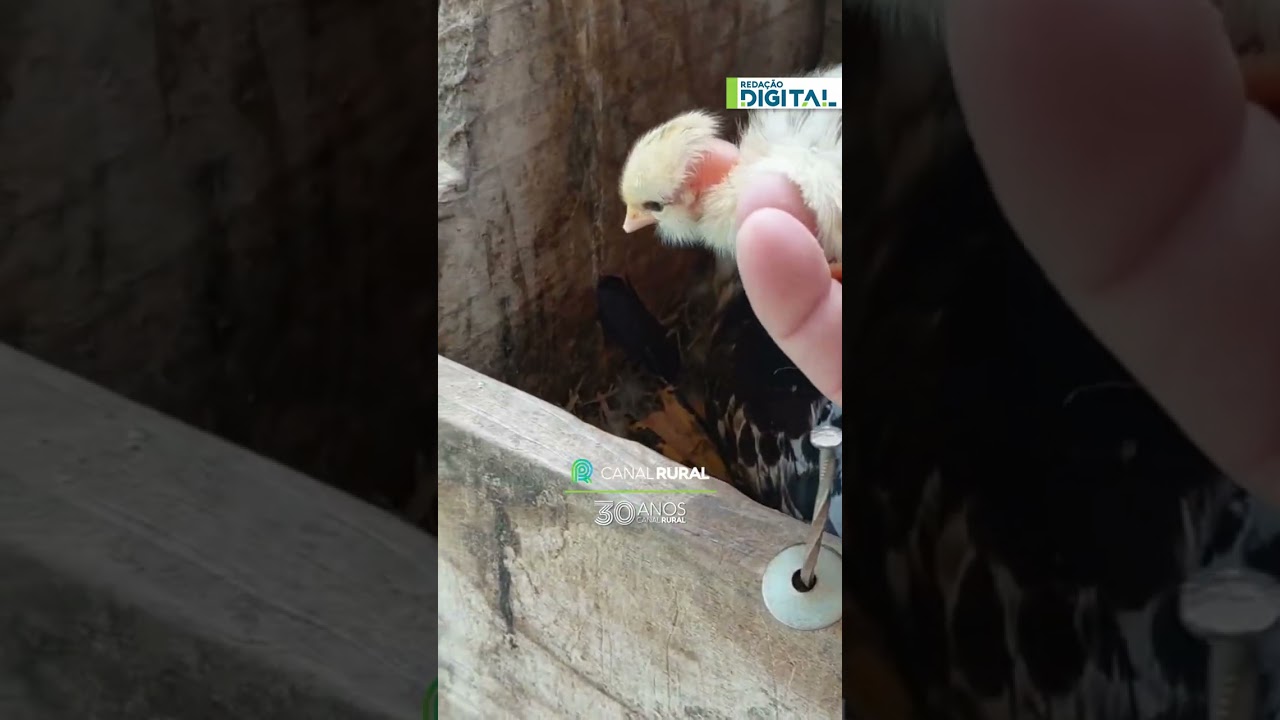 Pata adota ovos de galinha e cria pintinhos no interior do ES