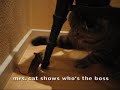 Mouse fights Cat - this mouse is fearless!