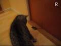 Mouse fights Cat - this mouse is fearless!