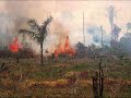 Amazon Rainforest