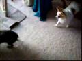 Affenpinscher video