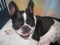 BULLDOG FRANCES PARTO