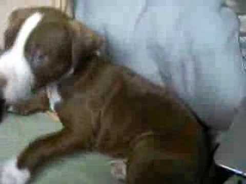 red nose pitbull