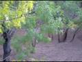 fallow bucks