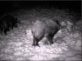 Wildkamera-Aufnahmen Schwarzwild an Der Kirrung