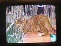 Puppy Bowl III - Kitty Halftime Show 2 Puppy Bowl III - Kitty Halftime Show 2