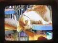 Puppy Bowl III - Kitty Halftime Show 2