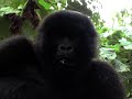 Mountain Gorilla Feeding In Tree