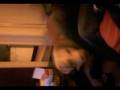 videos de joep=D de uber dog