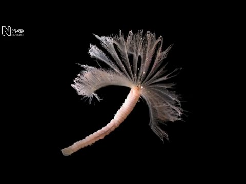 how to collect cyanobacteria