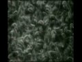 Theodor W. Adorno - Studies for String Quartet - Movement 4