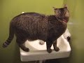 Sputnik loves water