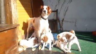 Benita in the Dog House, it´s a dogs life!