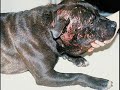 Dog fighting...