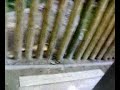 experimento maremoto