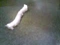 el popote :) 2 el popote :) 2