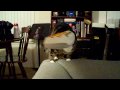 Who let the cat outta the bag?