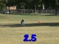 DDDC Fun Match Gorgeous Toss and Fetch