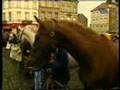 Actie op de paardenmarkt van Molenbeek