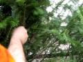 videos de Christmas tree toss '09
