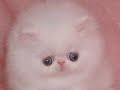 cute animals
