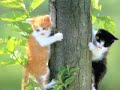 cute-animals.html
