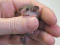 cute animals
