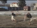 this is a knockoff of sean paul's temperature that i did while in afghanistan.  the soldiers that you see were also the cameramen, and the editing was done by me in sony vegas.