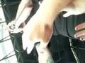 videos de Wapred tour 2008 scranton PA-Alesana