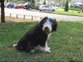 Serious barking