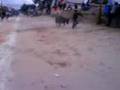 vacas lokas
