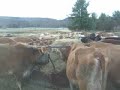 Bovine Brunch on a Winter's Morning