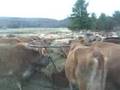 Bovine Brunch on a Winter's Morning