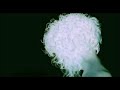 Fuera del Cielo -- Carlos Chaouen