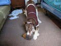 Chibby as a pup