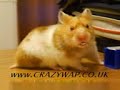 harry the hamster and crazywap harry the hamster and crazywap